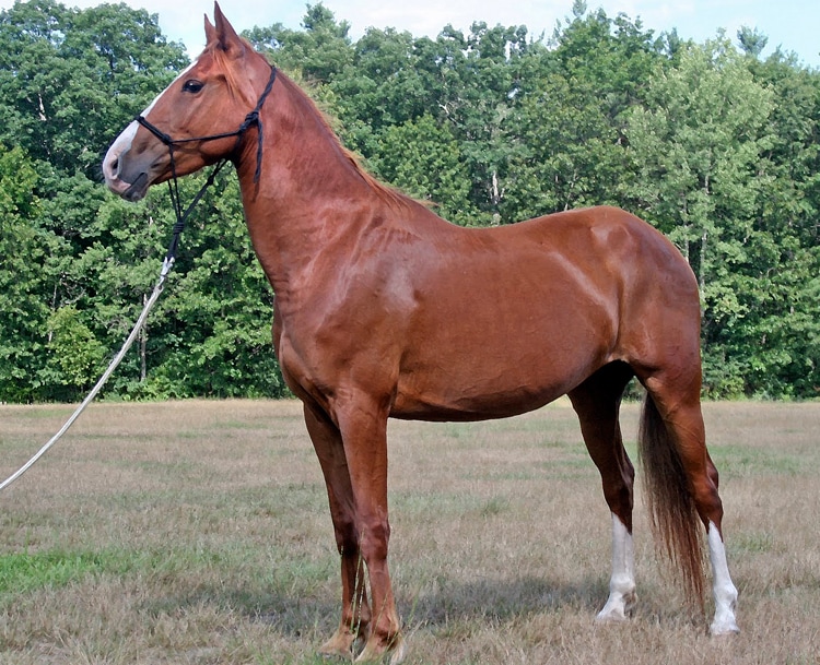 standardbred horse